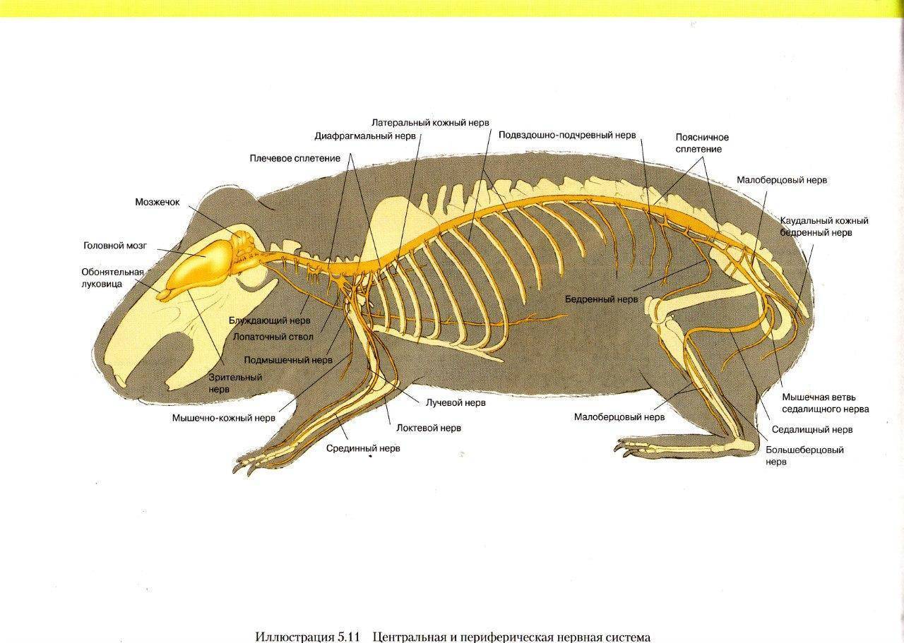 Морская свинка – пухленькая очаровашка. описание и фото морских свинок