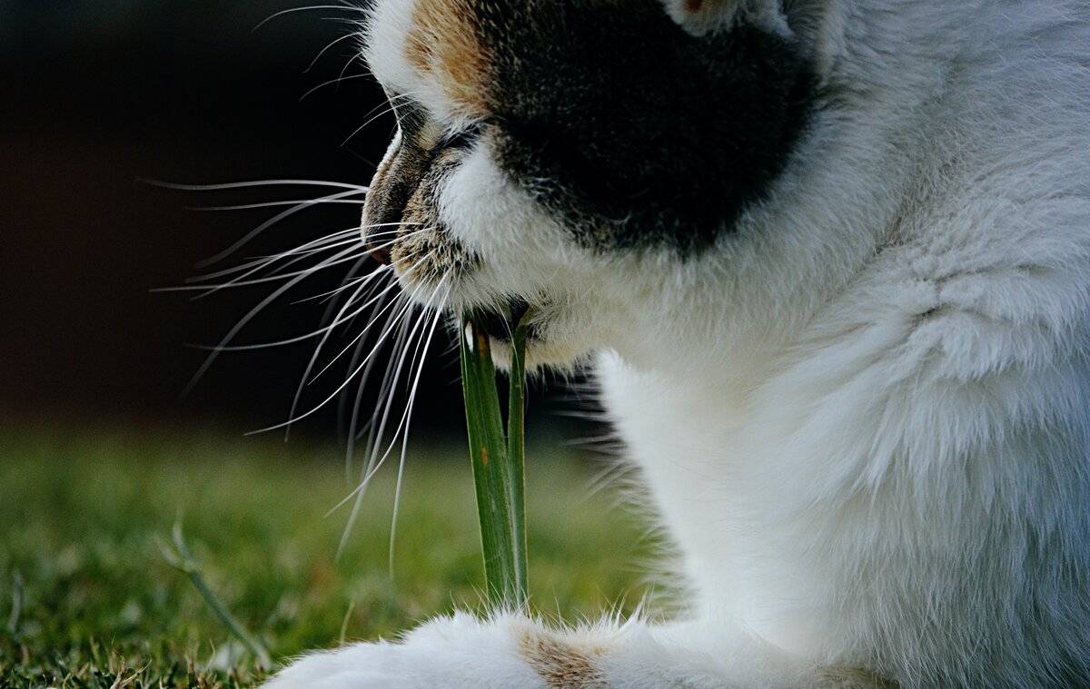 Зачем котам есть траву и почему кошки едят пырей и осоку