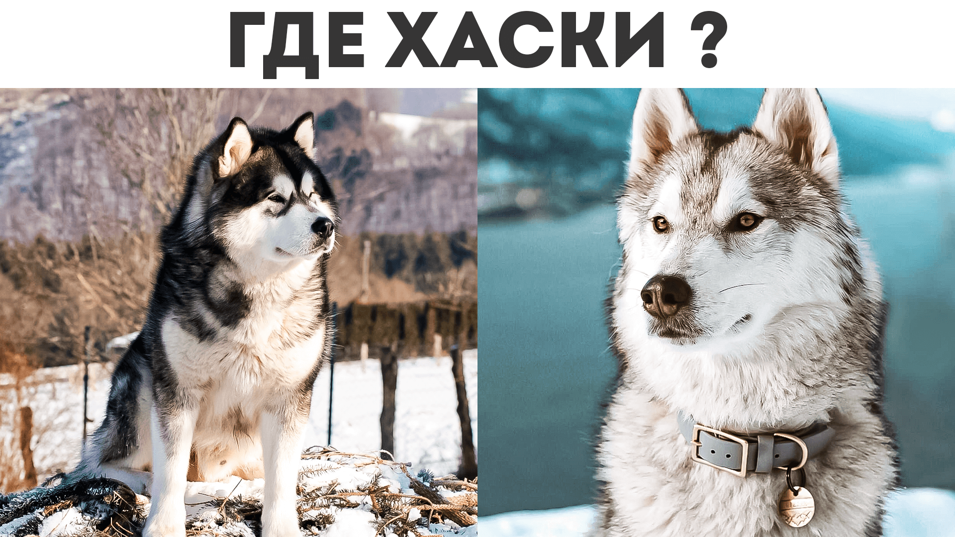 Топ-10 самых агрессивных пород собак