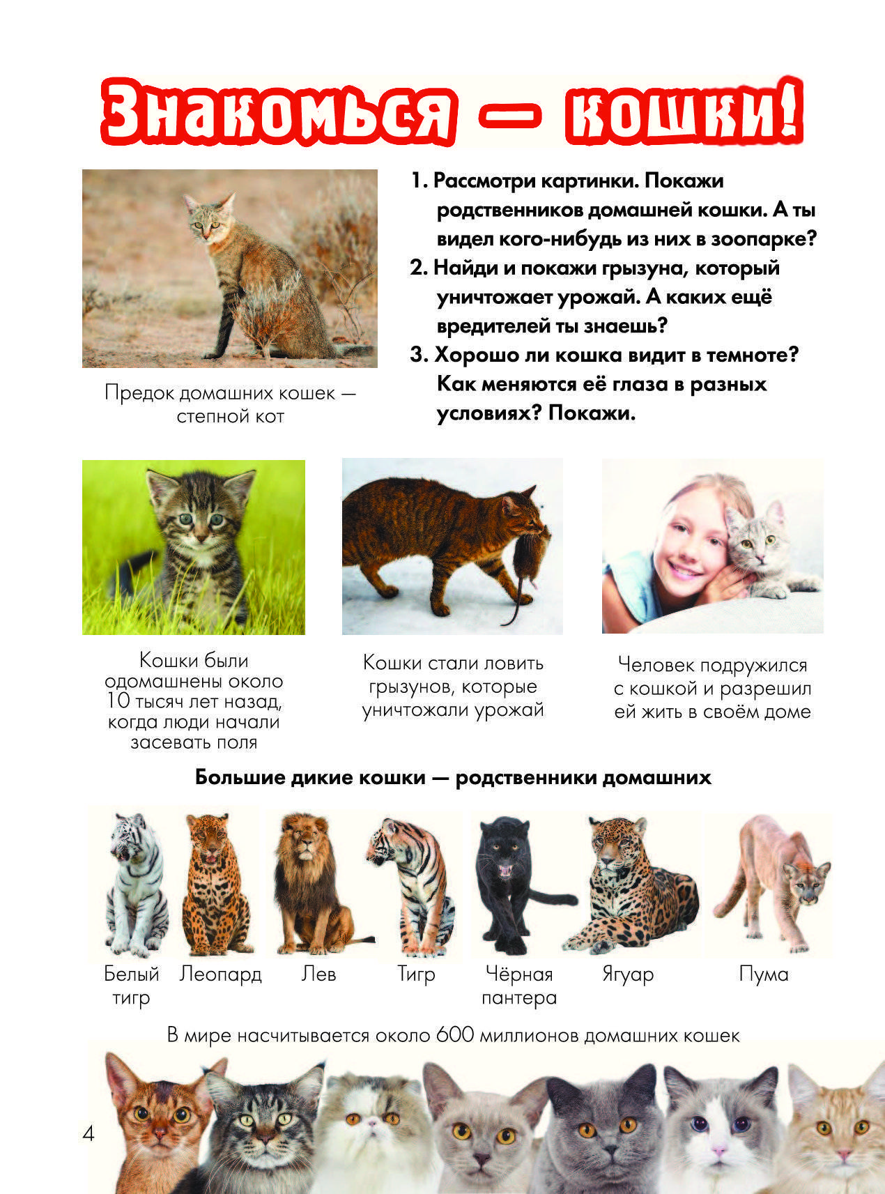 Полная коллекция представителей семейства кошачьих 41 фото! • всезнаешь.ру