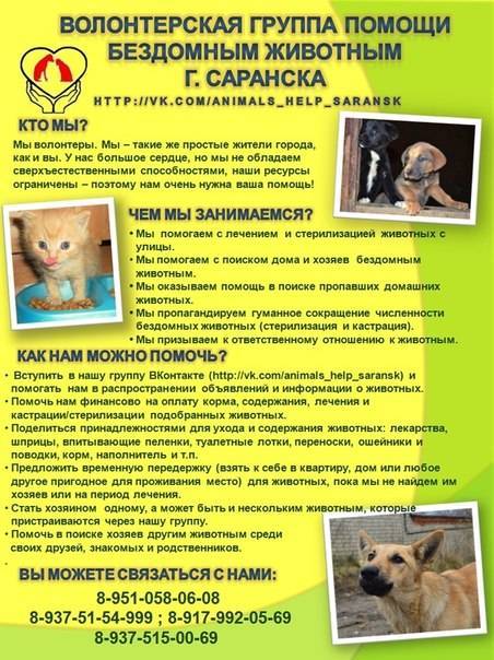 Социальная сеть для помощи кошкам