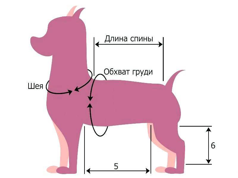 Размеры одежды для собак с учетом породы животного, выбор обуви