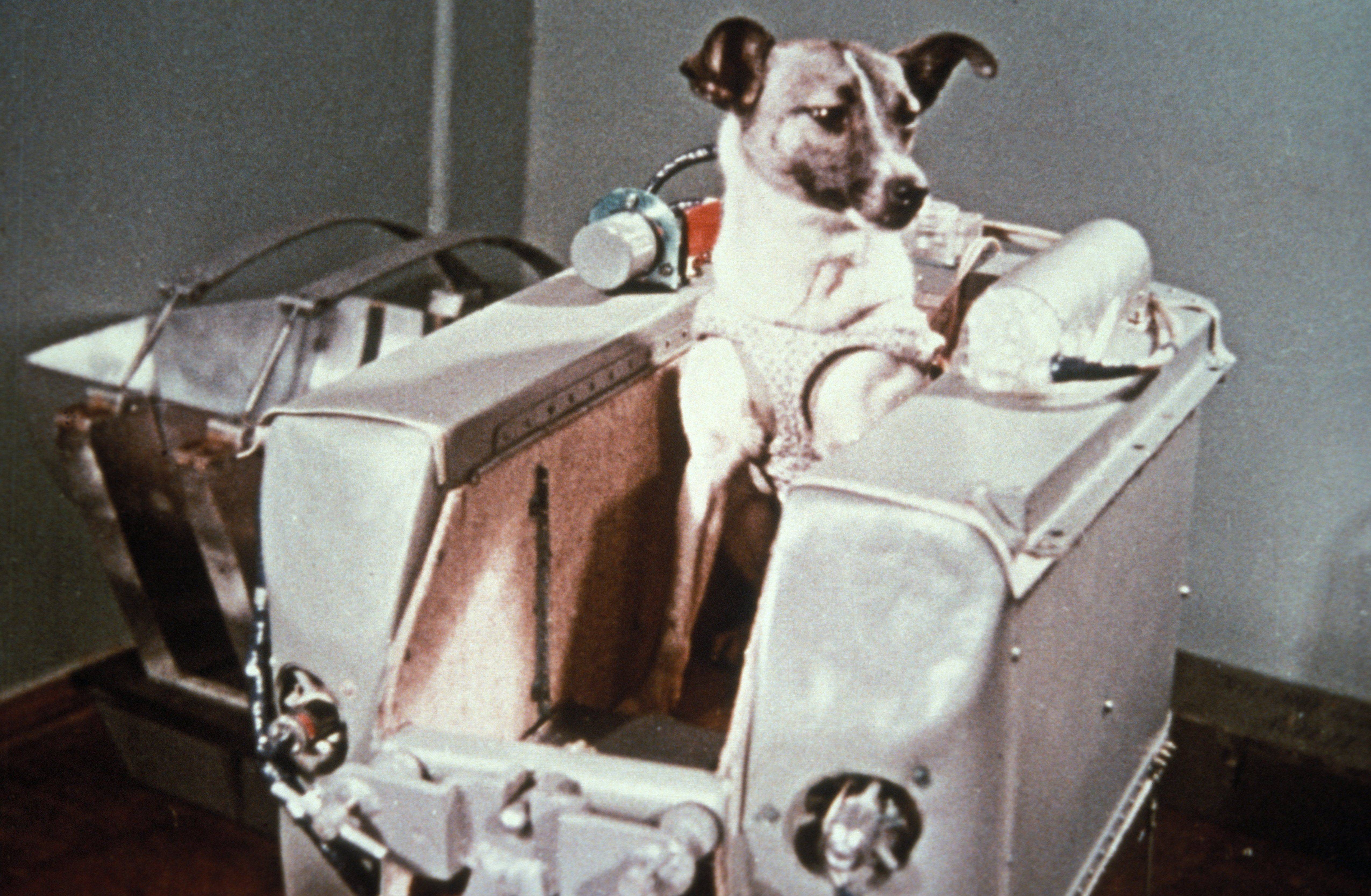 10 фактов о лайке, первой собаке в космосе