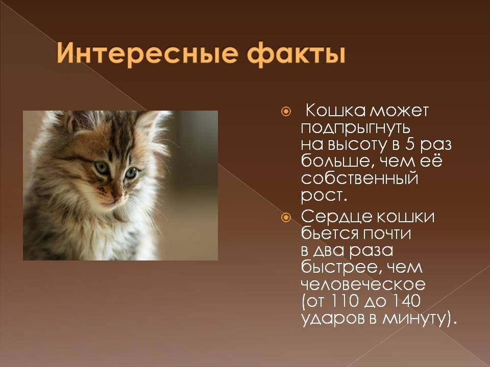 Интересные факты: кошки | интересные факты вики | fandom