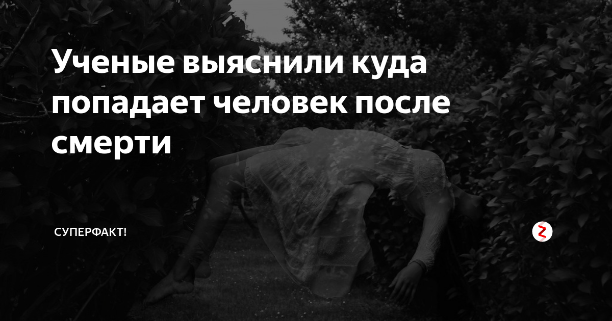 Куда попадают кошки и уходит их душа после смерти с точки зрения разных религий