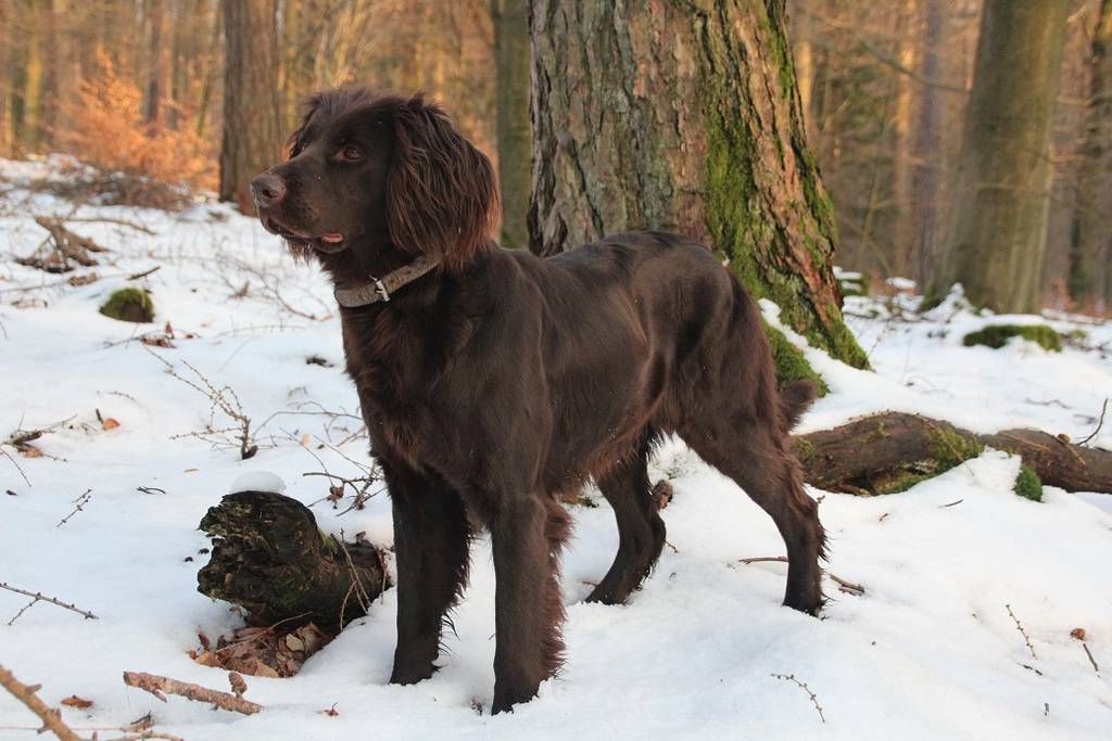 ᐉ лангхаар (немецкая длинношерстная легавая) — фото, описание породы собак, характеристика - getzoofood.ru