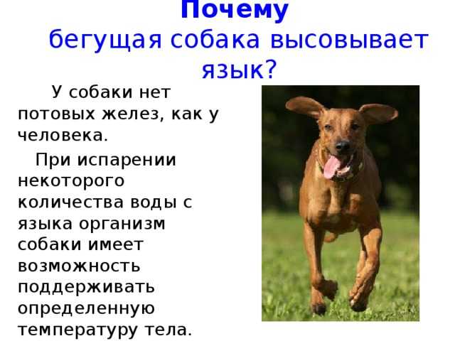 Почему собака тяжело дышит и как ей помочь