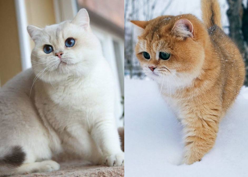 Золотая шиншилла — кошка с особым характером