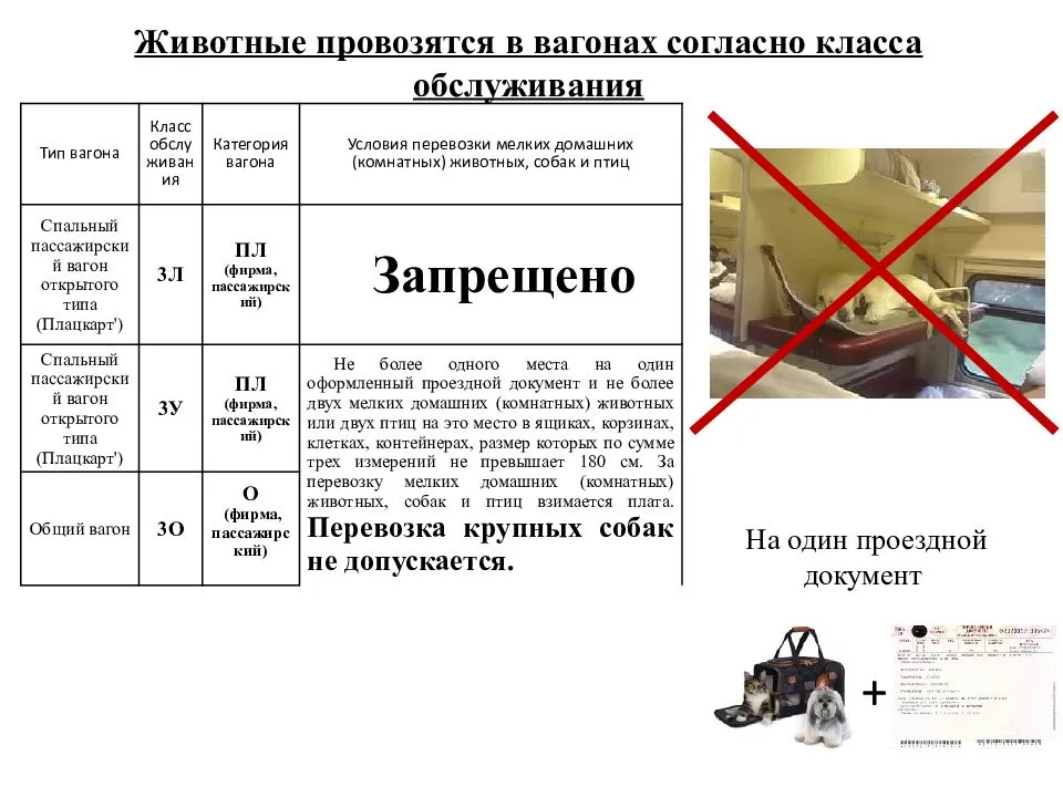 Новые правила перевозки мелких и крупных собак в поездах ржд по россии: дальнего следования, высокоскоростных поездах