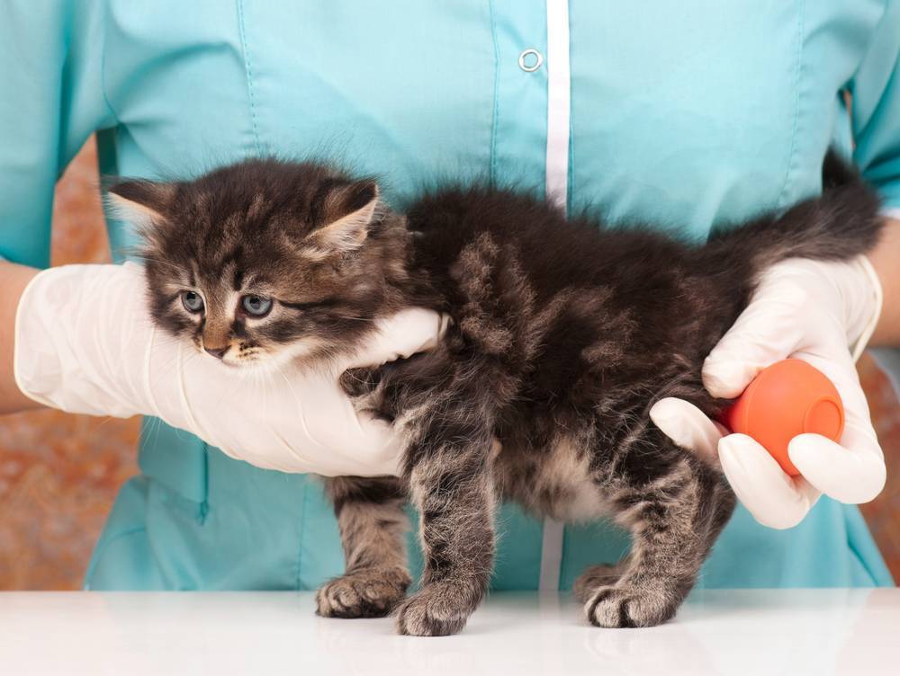 Запор у кошек: лечение, сиптомы, профилактика.