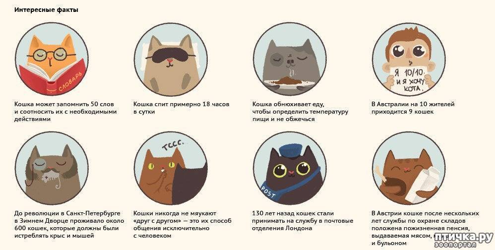 Топ 34 интересных фактов о кошках