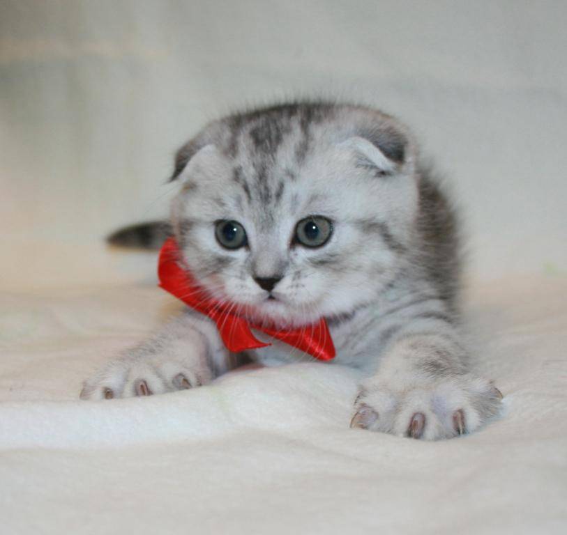 Порода кошки из рекламы вискас: почему они выбраны для ролика
