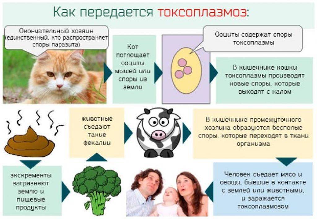 Презентация токсоплазмоз у детей