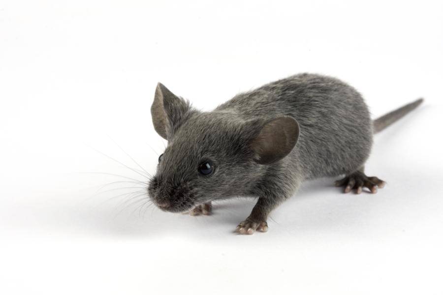 Виды и разновидности мышей их описание и фото