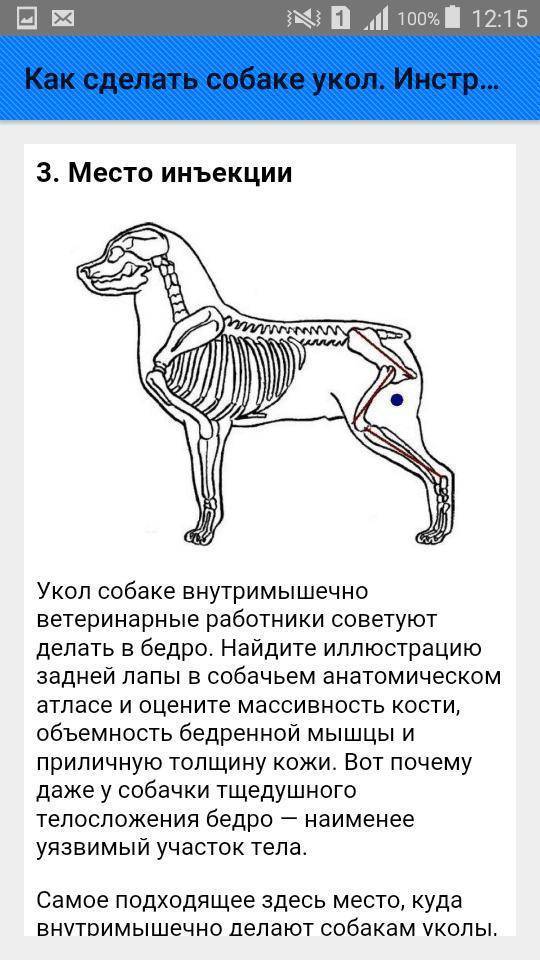 Укол собаке в бедро куда делать схема