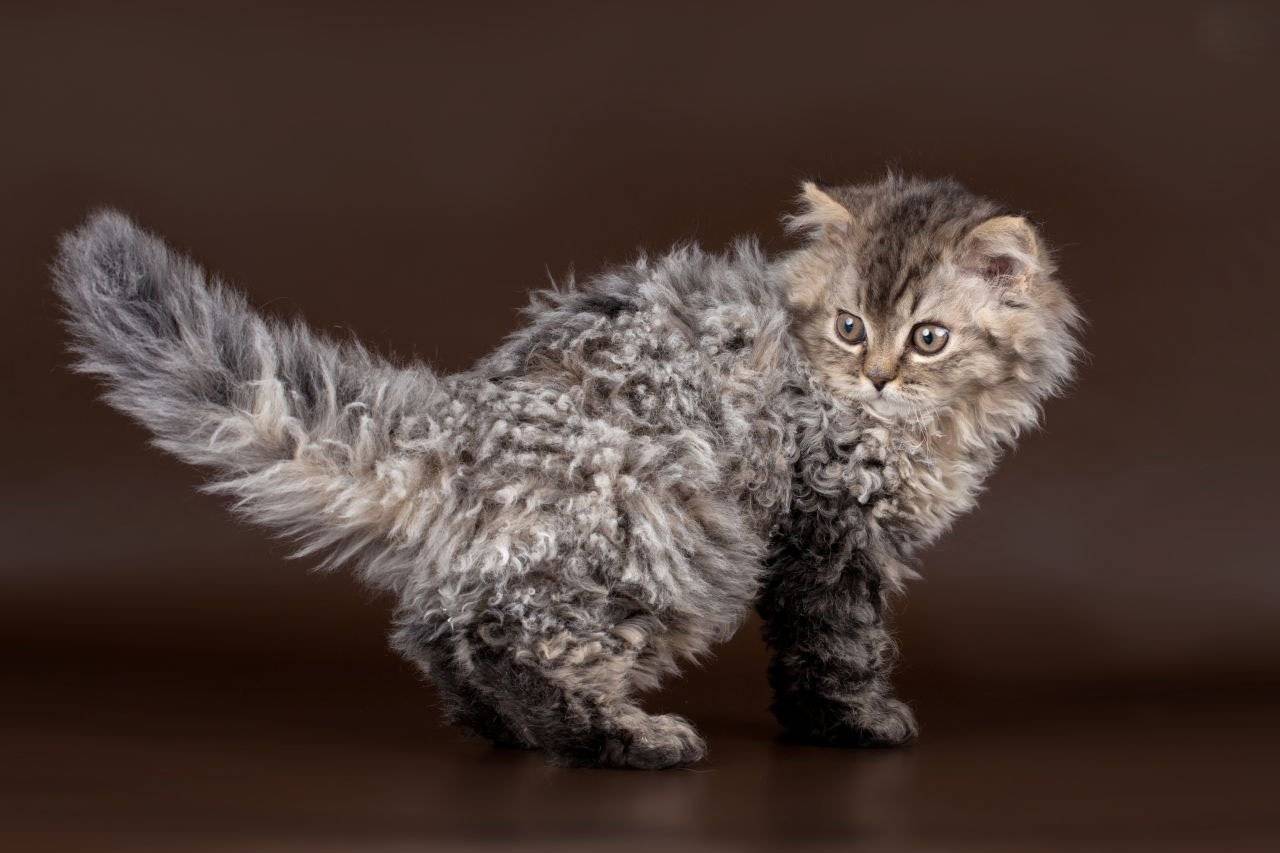 Лаперм – кошка в каракулевой шубке
