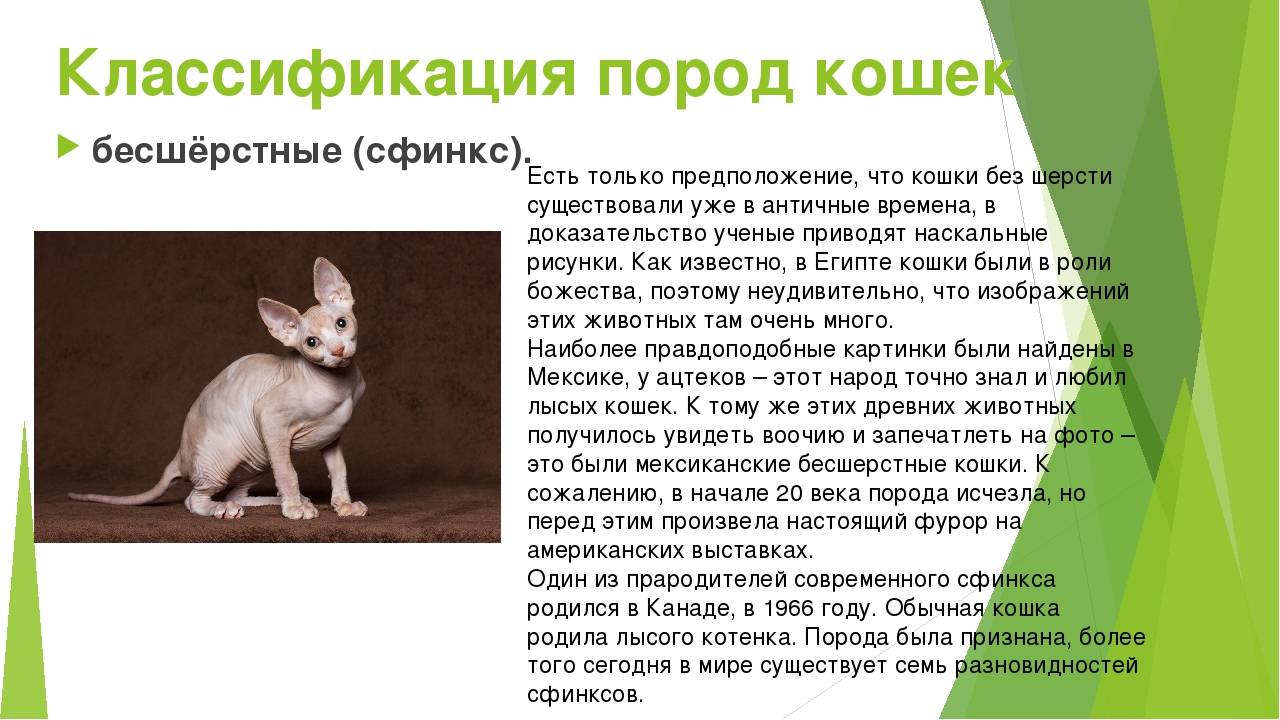 Донской сфинкс: фото, описание породы, характер, здоровье, уход и содержание