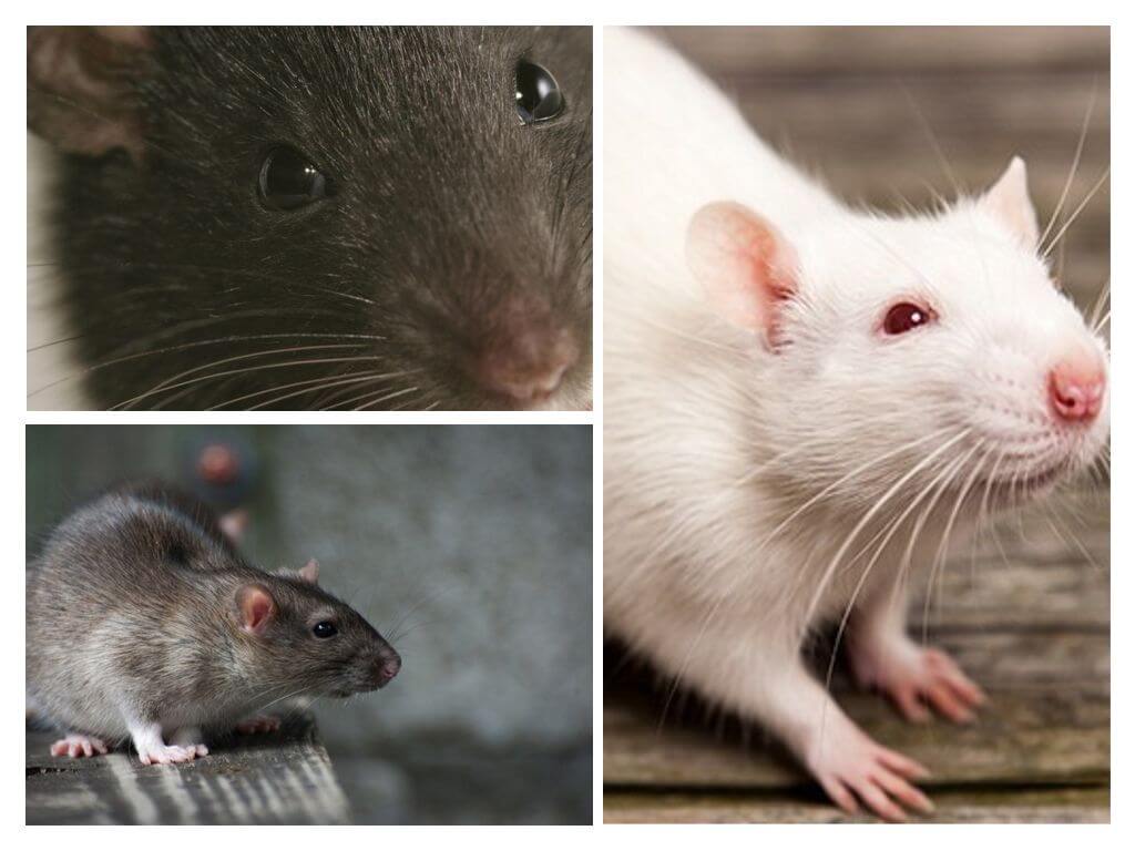 Как отличить крысу. Мир глазами крысы. Крыса и мышь отличия.