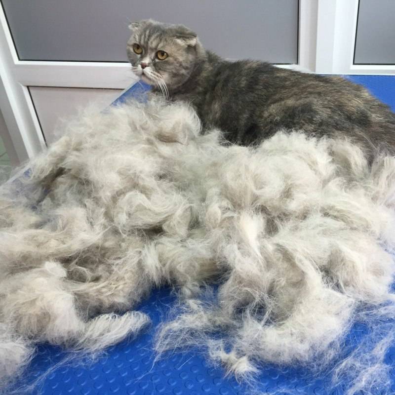 Что делать, если кошка сильно линяет