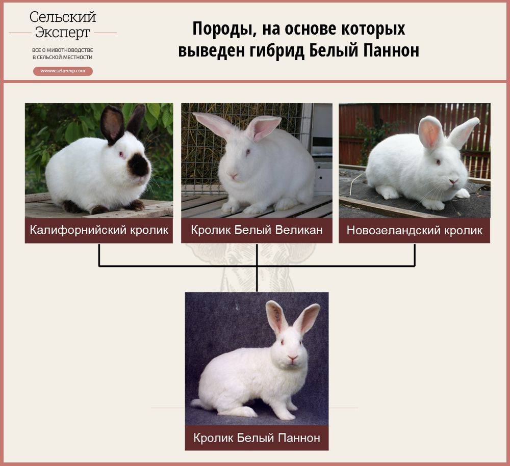 Кролик белый паннон: описание породы, разведение, фото