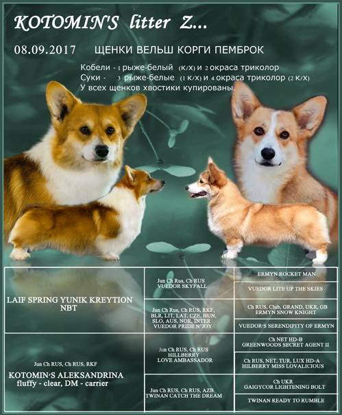 Вельш-корги кардиган и пемброк