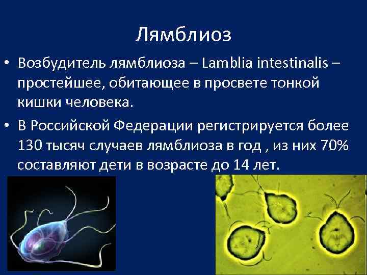 Лямблиоз у собак: симптомы и лечение "простейших"