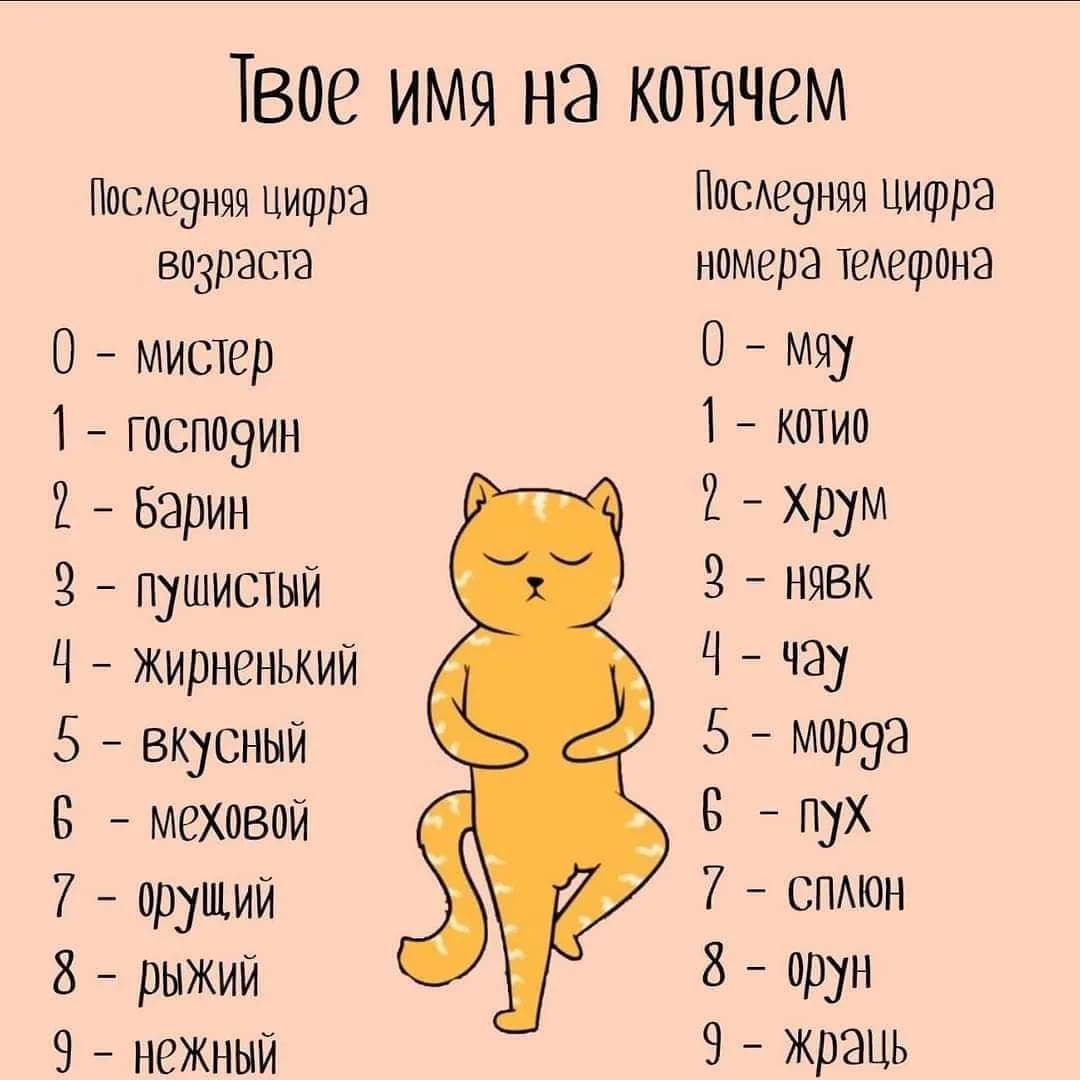 Имя котенка для девочек