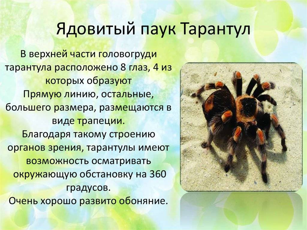 Где обитает паук птицеед: где живут птицееды в россии, условия обитания птицеедов в природе