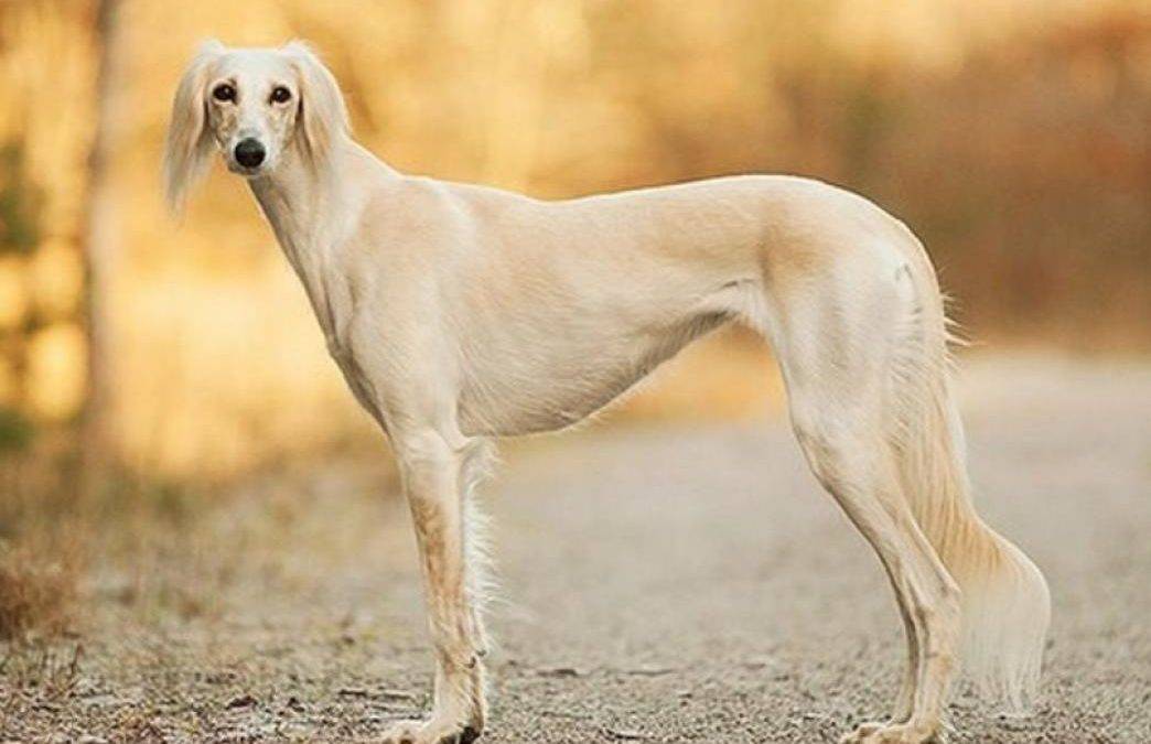Среднеазиатские породы собак с фото и описанием