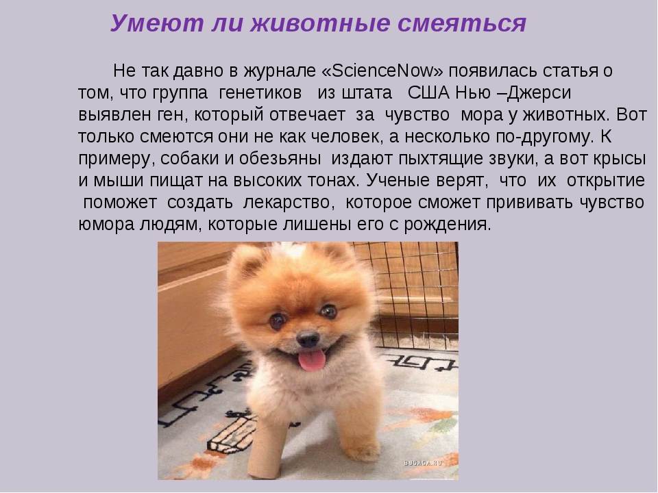 Почему кошки и собаки враждуют? | ваши питомцы