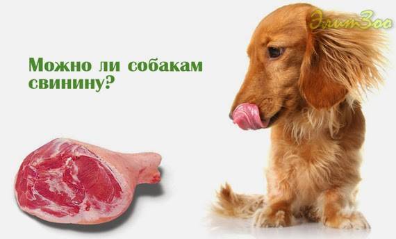 Можно ли давать собакам свинину есть