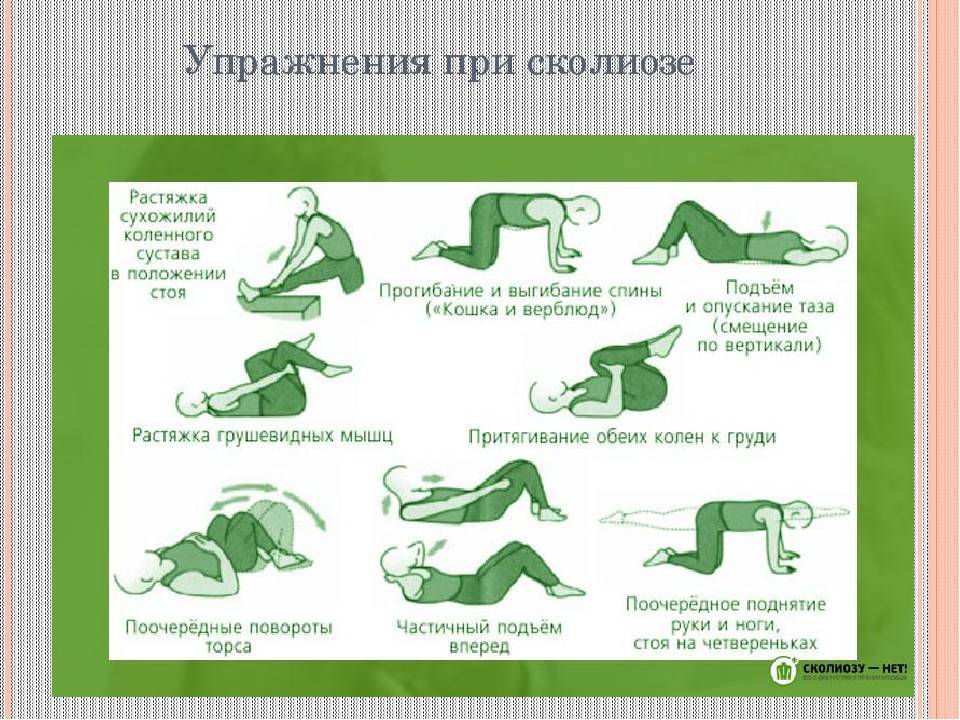 Упражнения для собаки: для чего они нужны, занятия укрепления для спины и задних лап