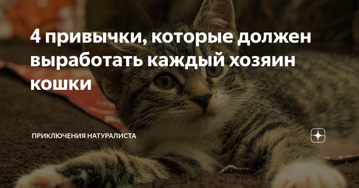 10 «нельзя» для хозяина кошки. уход, питание, кормление. фото — ботаничка