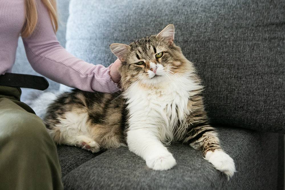 7 ошибок, которые совершают владельцы в лечении кошек - блог о кошках британской породы