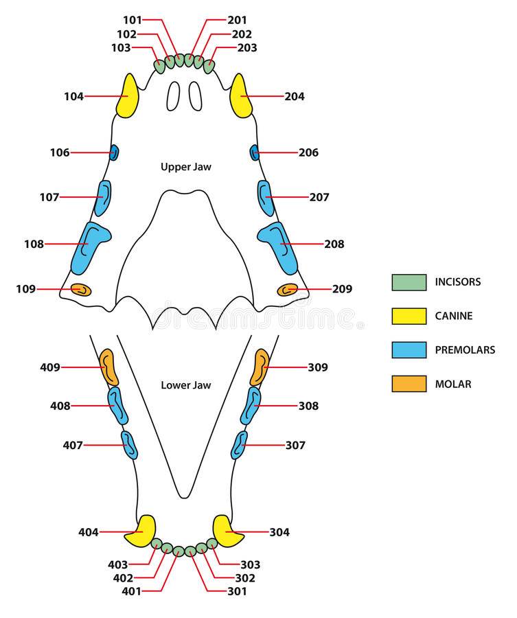 Анатомическое строение зуба человека: просто о сложном