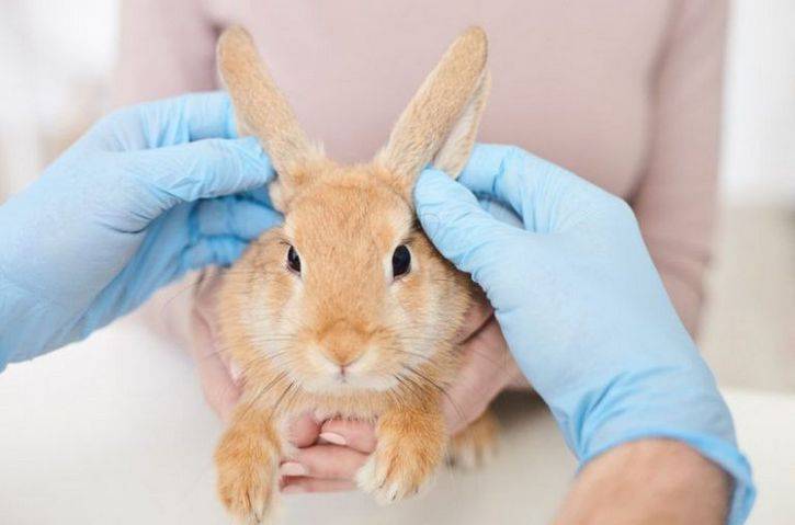 Ушной клещ у кроликов: лечение и симптомы псороптоза, профилактика и причины чесотки, что делать, если началось заражение