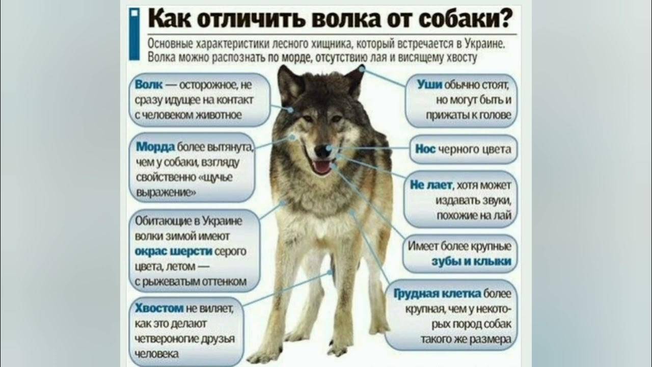 Отличить собаку. Как отличить волка от собаки. Волк и собака сравнение. Сравнение Волков и собак. Как распознать волка.