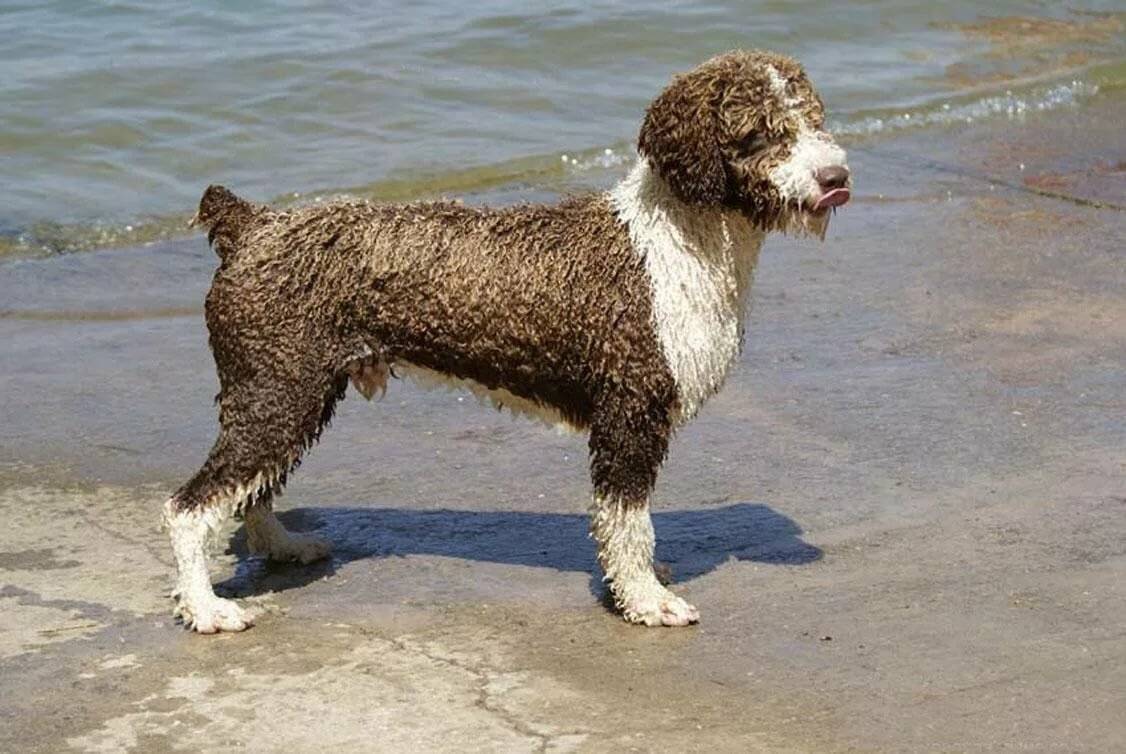 испанская водяная собака