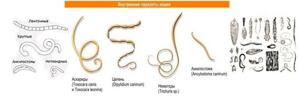 Можно ли заразиться глистами от кошки. Паразиты кошачьи список глисты. Гельминты у кошек черви. Разновидности паразитов глистов у кошек. Виды гельминтов у собак размер и форма.