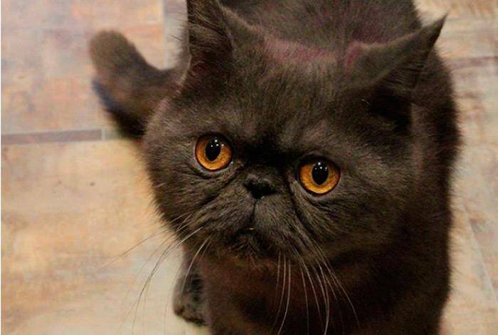 5 пород кошек с приплюснутой мордой: фото, описание, уход