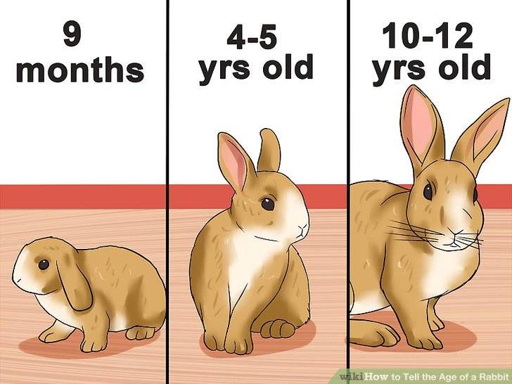 Как определить возраст кролика: советы и фото
