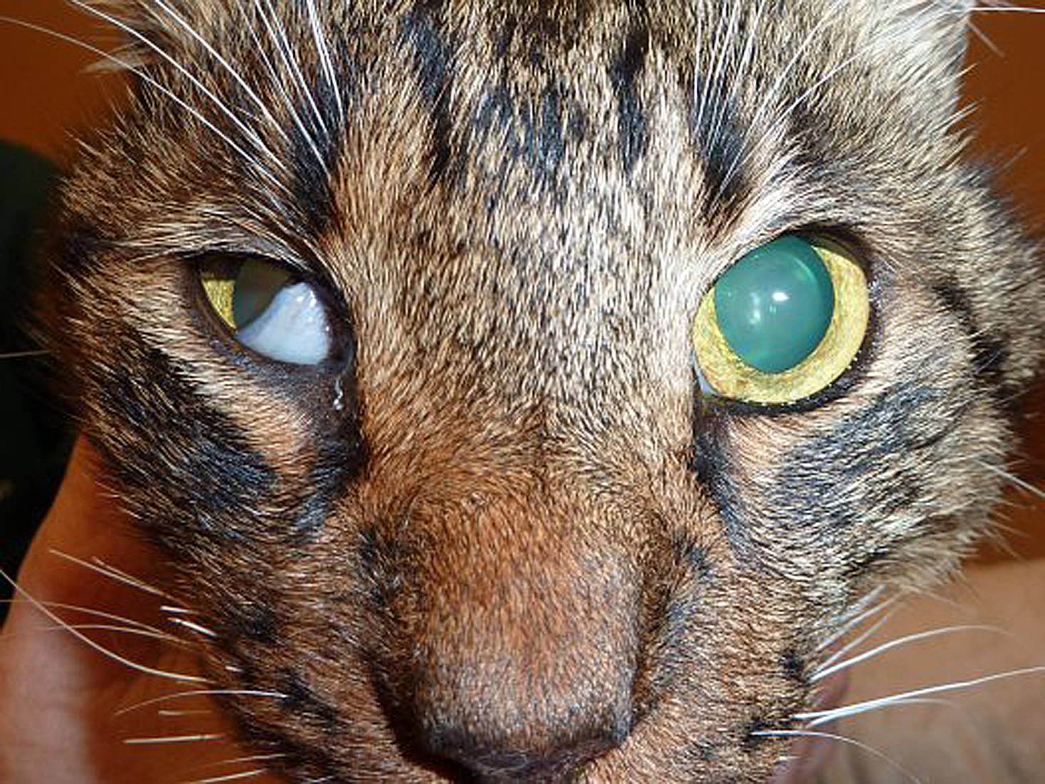 Выделения из глаз у кошек - причины и лечение