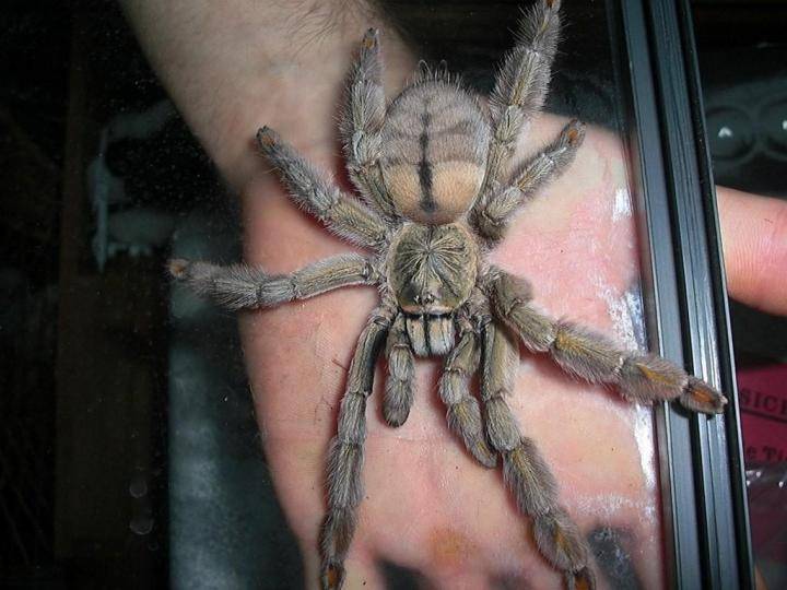 Паук-птицеед psalmopoeus cambridgei: описание псалмопеус кембридж