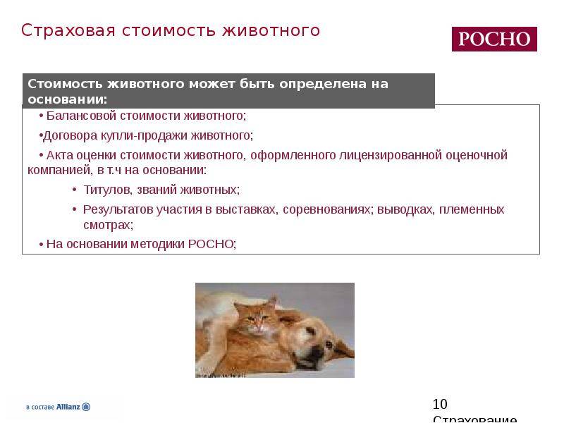 Особенности страхования собак | блог ветклиники "беланта"