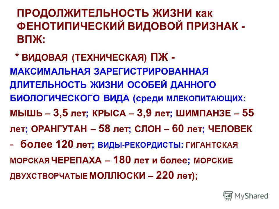Белая домашняя крыса: сколько живет, уход, дрессировка, отзывы
