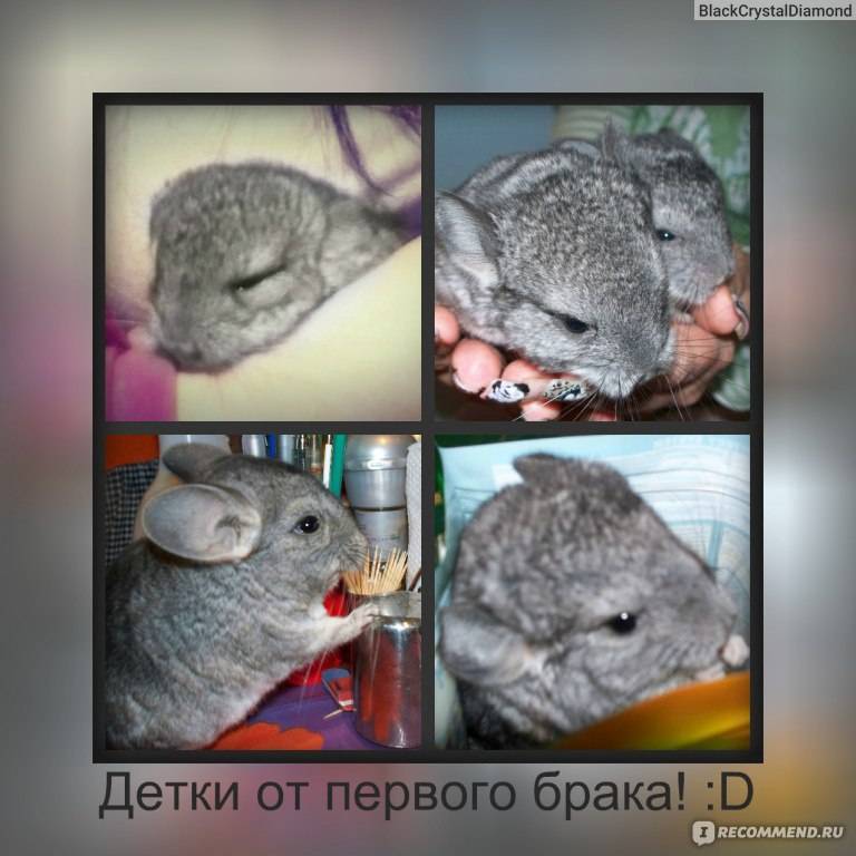 Пахнут ли шиншиллы или нет, будет ли запах в квартире?