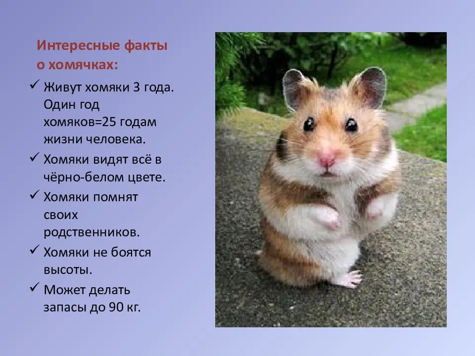 Какого домашнего хомячка выбрать и как его приручить?