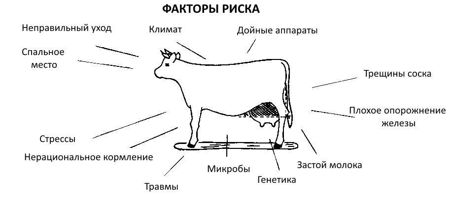 Мастит