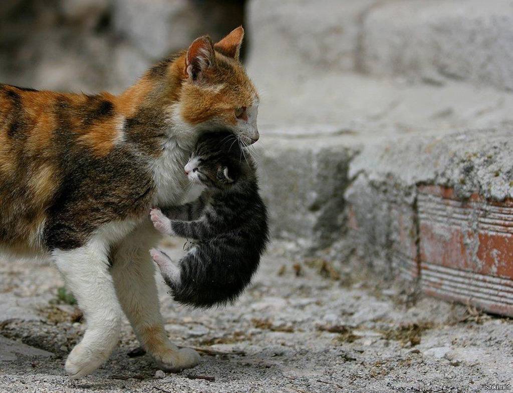Имеет ли смысл брать взрослую кошку. можно ли брать кота за шкирку