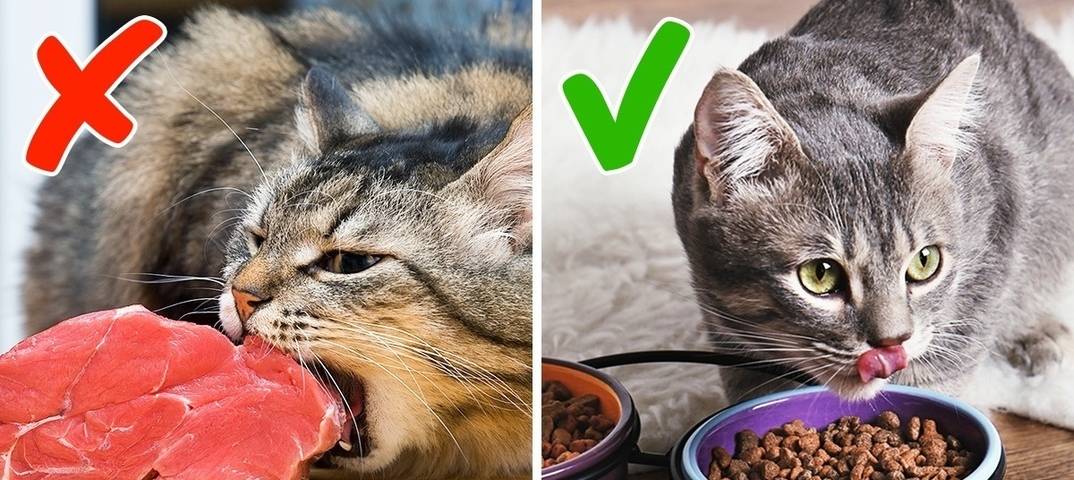 12 типичных ошибок, которые значительно сокращают жизнь домашних животных | актуальные новости украины